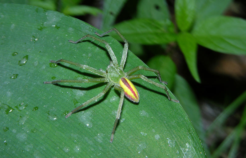 Micrommata m, Tegenaria m., Araniella m. e f.,  Zoropsis,